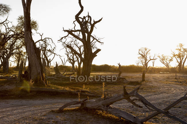 Alberi, riflessione, Delta dell'Okavango, Botswana — Foto stock