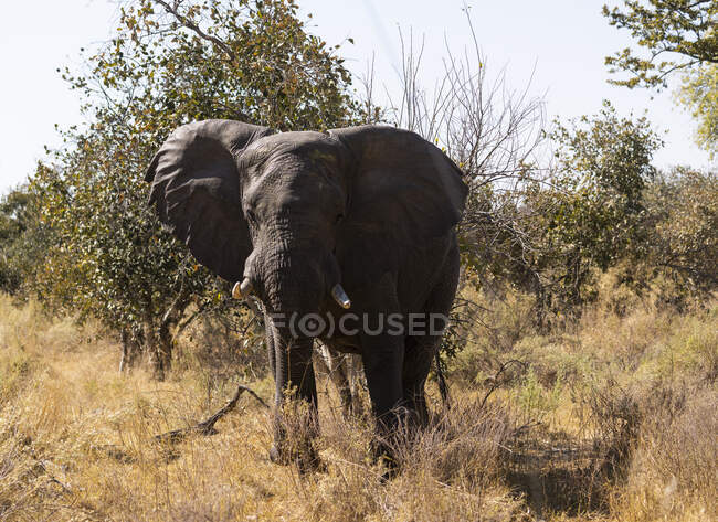 Primo piano di un elefante con zanne, loxodonta africana — Foto stock
