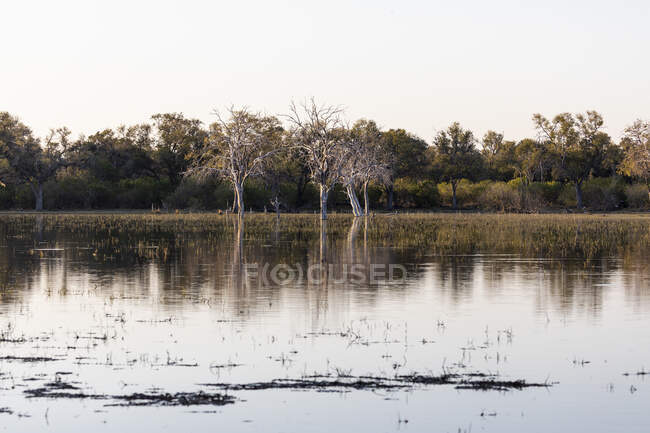 Landscape, wetlands, trees reflected in calm water in the Okavango Delta — Stock Photo