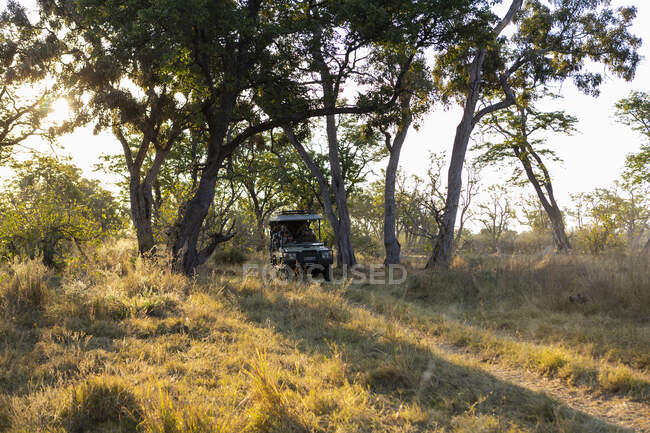 Um veículo de safári em uma estrada de terra através de árvores, Okavango Delta — Fotografia de Stock