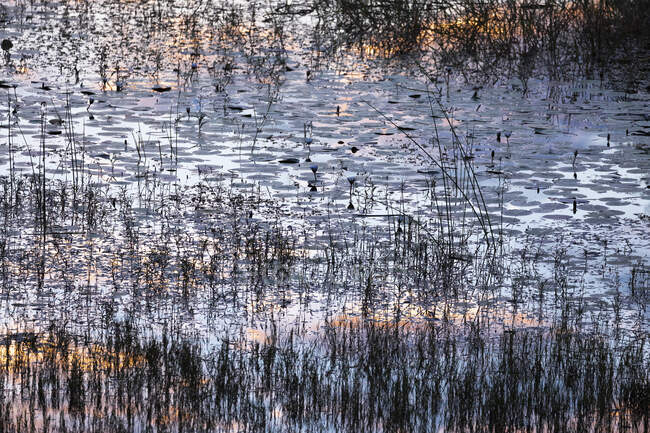 Réflexions sur la surface de l'eau, la lumière du soleil et les roseaux — Photo de stock