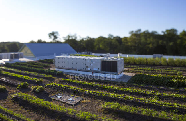 Овощи, растущие на органической ферме, возвышенный вид на коммерческий органический бизнес и здания. — стоковое фото