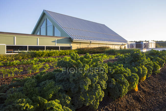 Gemüse, das auf einem Biohof wächst. — Stockfoto