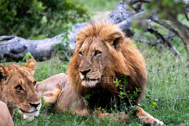 Мужчина лев, Пантера Лео, лежит в зеленой траве — стоковое фото