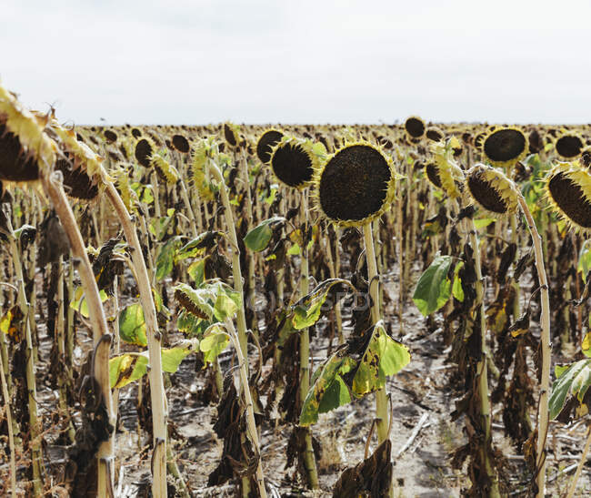 Um campo de plantas de girassol, suas cabeças pesadas maduras com sementes. — Fotografia de Stock