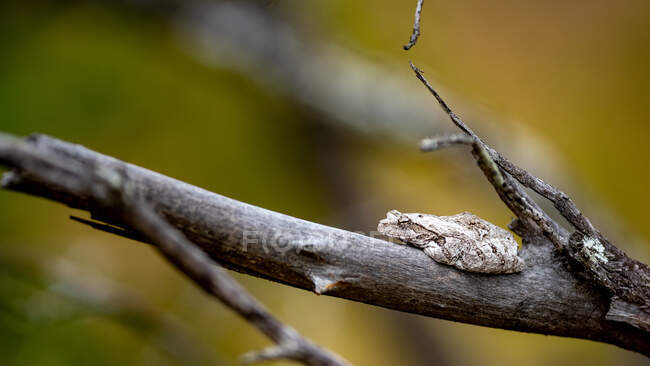 Una rana arbórea gris, Chiromantis xerampelina, se sienta en una rama - foto de stock
