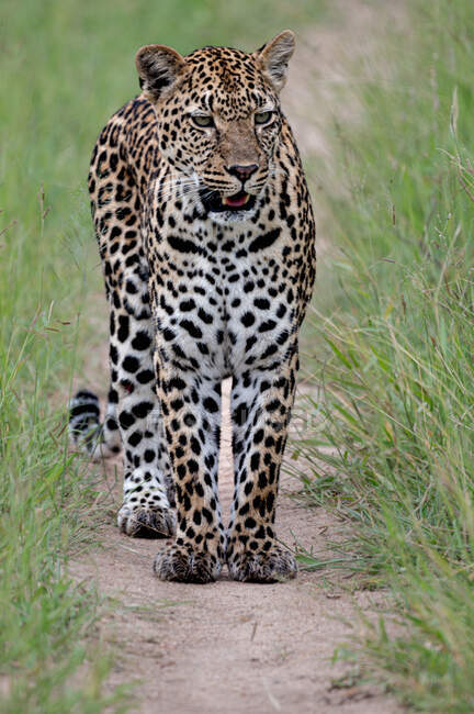 Un leopardo macho, Panthera pardus, camina por un camino de tierra - foto de stock