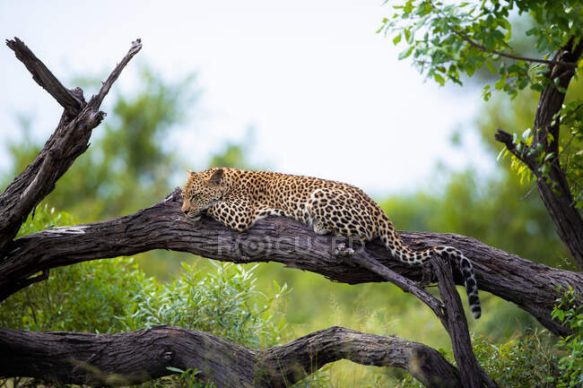 A young leopard, Panthera pardus, rests on a dead tree — Stock Photo