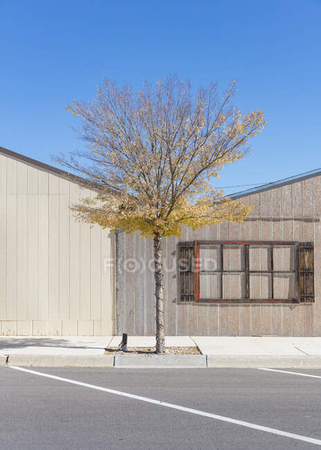 Lone tree and sparse building facades in a small town. — Fotografia de Stock