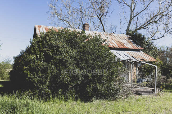 Abandoned homestead with a rusting tin roof, and large shrubs growing up. — Fotografia de Stock