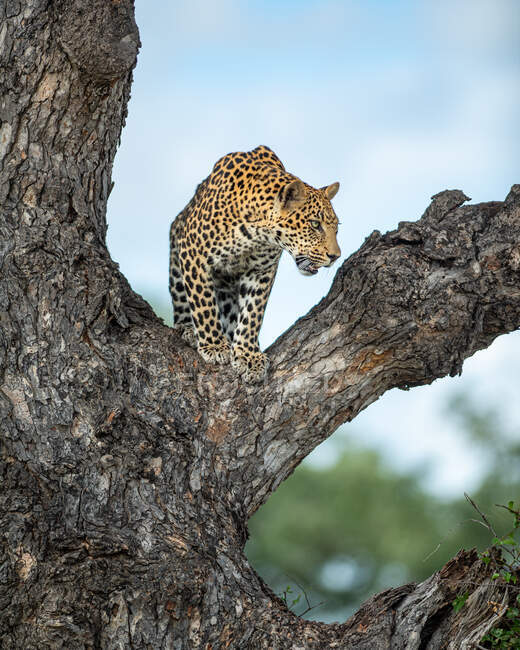 A male leopard, Panthera pardus, sits in a  tree and looks out of frame - foto de stock
