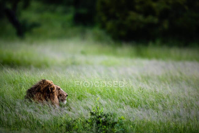 A male lion, Panthera leo, lies in tall green grass — Fotografia de Stock