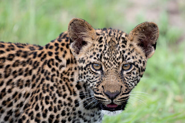 A leopard cub, Panthera pardus, direct gaze — Fotografia de Stock