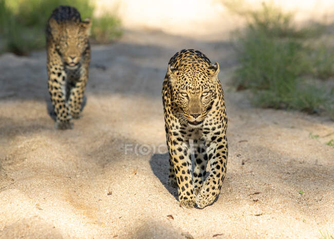Zwei Leoparden, Panthera pardus, laufen gemeinsam eine Schotterstraße hinunter — Stockfoto