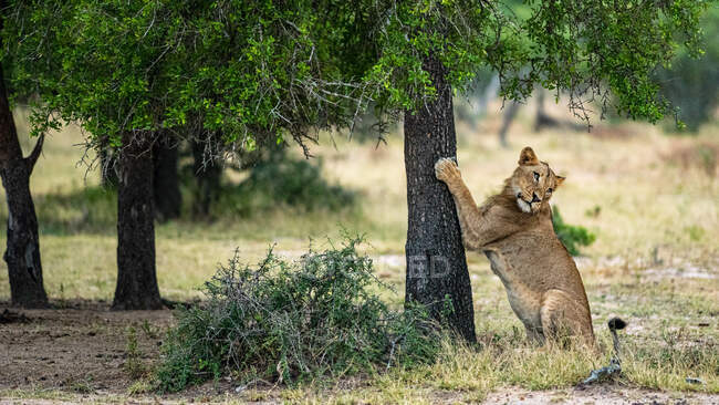 Молодий лев, Panthera leo, подряпає дерево. — стокове фото