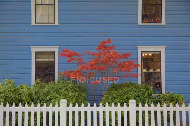 Японское кленовое дерево с красными листьями у синей стены дома. — стоковое фото