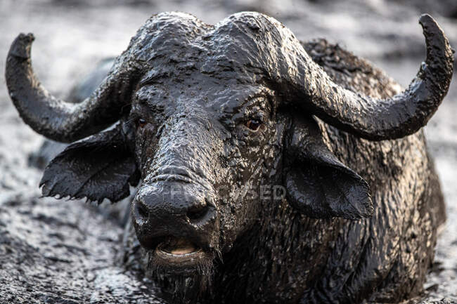 Un toro de búfalo, Syncerus caffer, primer plano de una cabeza de animal y cuernos cubiertos de barro - foto de stock