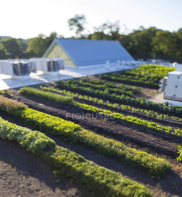 Vegetais que crescem em uma fazenda orgânica, vista elevada do negócio orgânico comercial e edifícios. — Fotografia de Stock