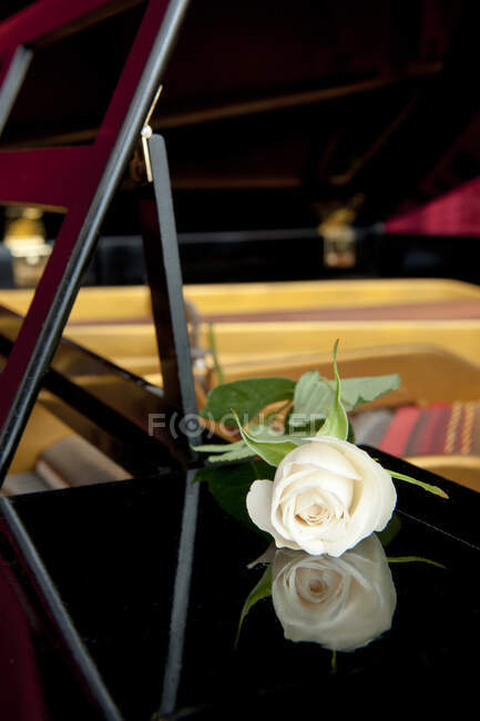 White rose and its reflection in the lacqured woodwork of a grand piano. — Photo de stock