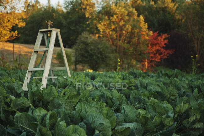 Watering plants, sprinkler system for a field of brussels sprouts plants growing on a farm. - foto de stock