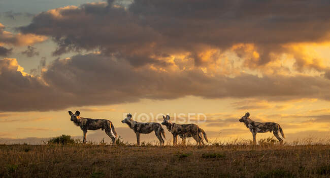 Vier wilde Hunde, Lycaon pictus, stehen im Abendlicht wachsam in einer Reihe. — Stockfoto