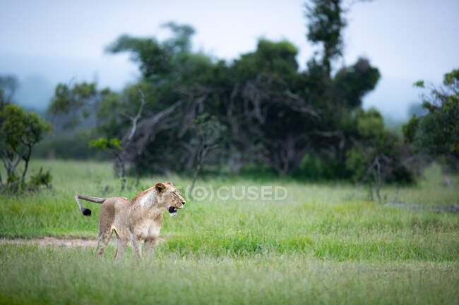 A lioness, Panthera leo, walks through an open clearing with green grass — Stockfoto