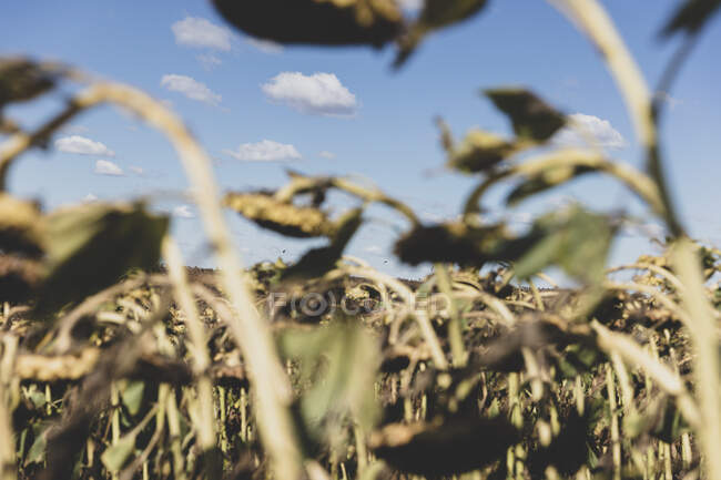 A field of sunflower plants, their heavy heads ripe with seed. — Stock Photo