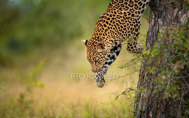 Ein männlicher Leopard, Panthera pardus, springt von einem Baum herunter — Stockfoto