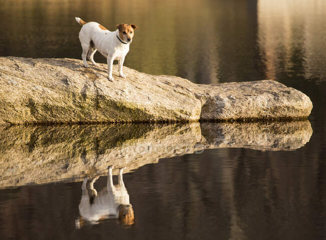 A small dog at the side of a lake. - foto de stock
