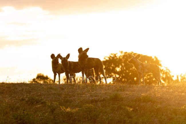 Ein Rudel wilder Hunde, Lycaon pictus, steht bei Sonnenuntergang zusammen — Stockfoto