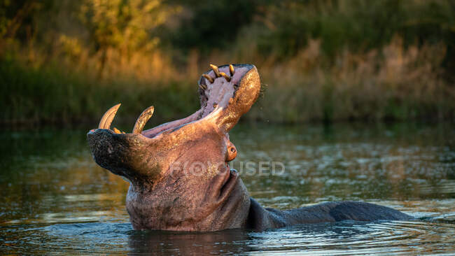 Un hippopotame, Hippopotame amphibie, tête en arrière, bouche ouverte, bâillement. — Photo de stock