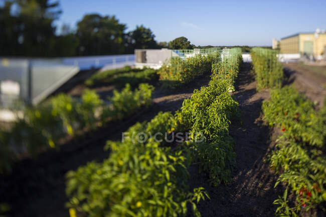 Vegetables growing on an organic farm, close up. — Stock Photo