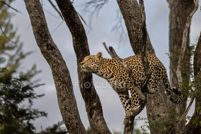Un leopardo, Panthera pardus, se prepara para saltar en un árbol, mirando hacia arriba - foto de stock