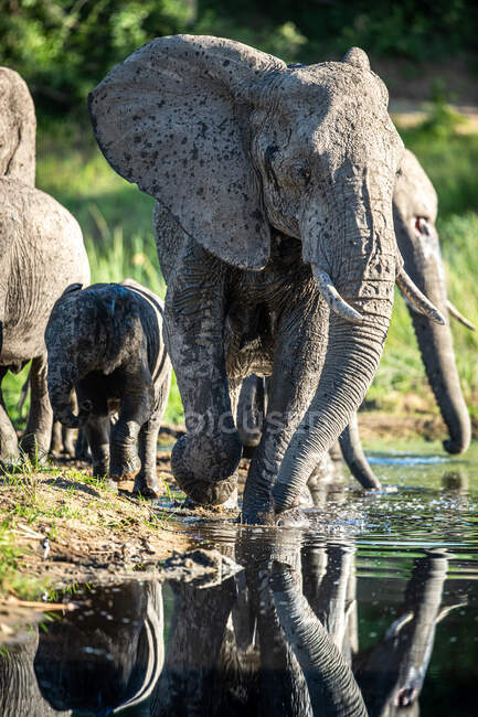 Un elefante y un ternero, Loxodonta africana, corren a través del agua, reflejándose en el agua - foto de stock