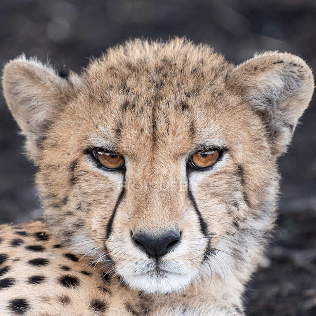 Un ritratto di un ghepardo, Acinonyx jubatus — Foto stock