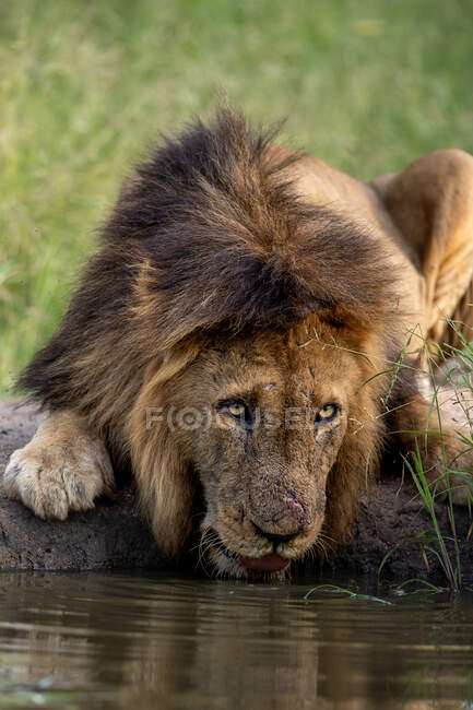 A male lion, Panthera leo, lies down to drink water and looks up — Stock Photo
