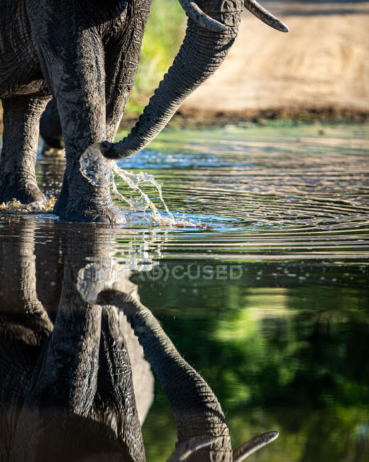 An elephant, Loxodonta africana, walks through water with a reflection — Foto stock