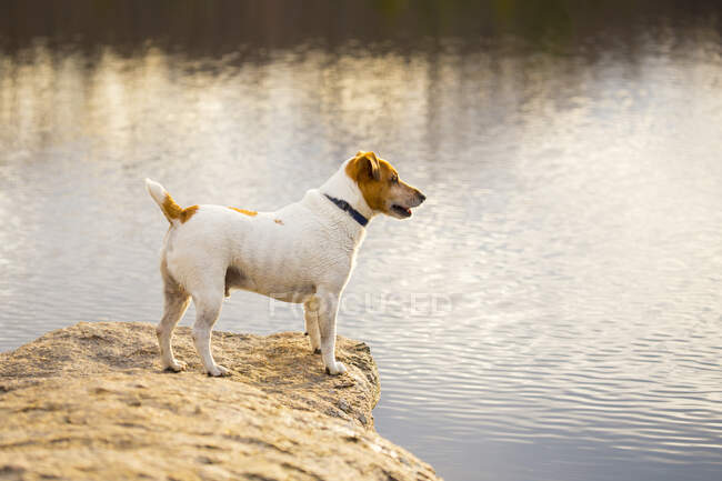 Ein kleiner Hund am Ufer eines Sees. — Stockfoto