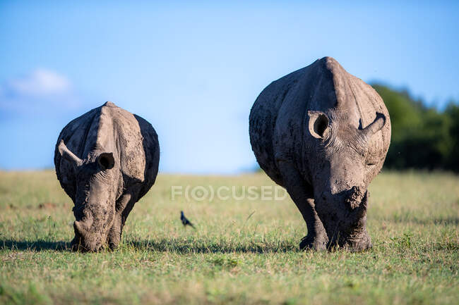 Deux rhinocéros blancs, Ceratotherium, un adulte et un veau broutant — Photo de stock