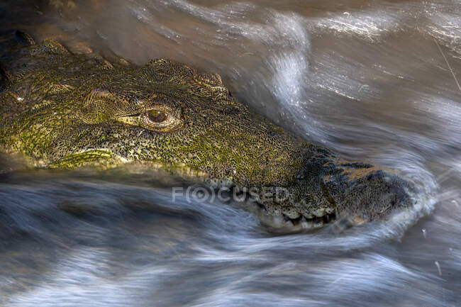 A crocodile, Crocodylus niloticus, lies in flowing river water — Fotografia de Stock