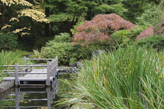 Passerelle en bois Zig Zag au-dessus d'une piscine dans les jardins japonais, arbustes au feuillage automnal. — Photo de stock