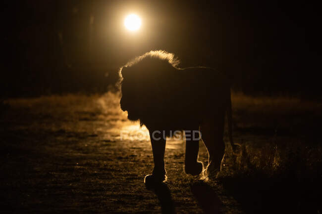 A male lion, Panthera leo, walks in a spotlight of a vehicle at night — Stockfoto