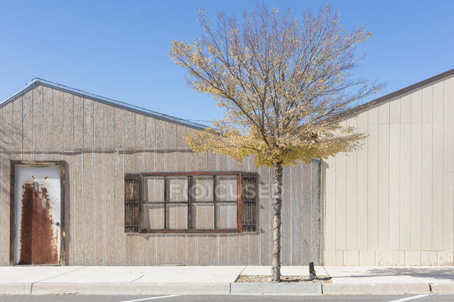 A tree in leaf by low buildings in a small town. — Photo de stock