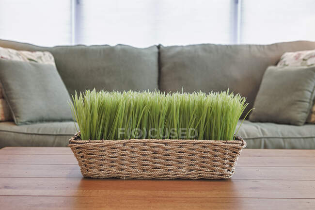 Basket with plants, grasses on a coffee table. — Fotografia de Stock