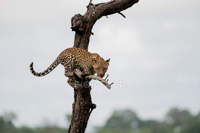 A leopard cub, Panthera pardus, balances in a dead tree — Stockfoto