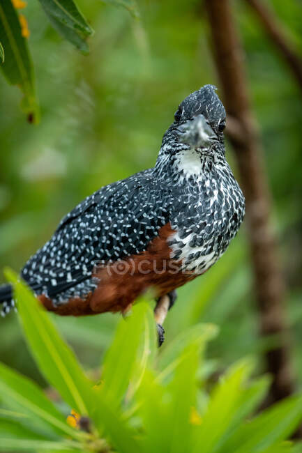 A giant kingfisher, Megaceryle maxima, perched on a branch, close up. - foto de stock
