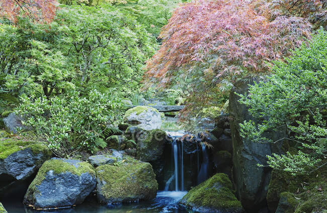 Водопад и мост в японском саду. — стоковое фото