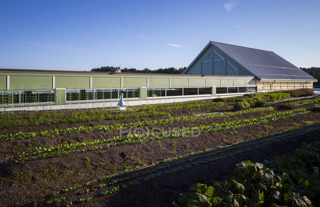 Gemüse, das auf einem Bio-Bauernhof wächst, hautnah. — Stockfoto