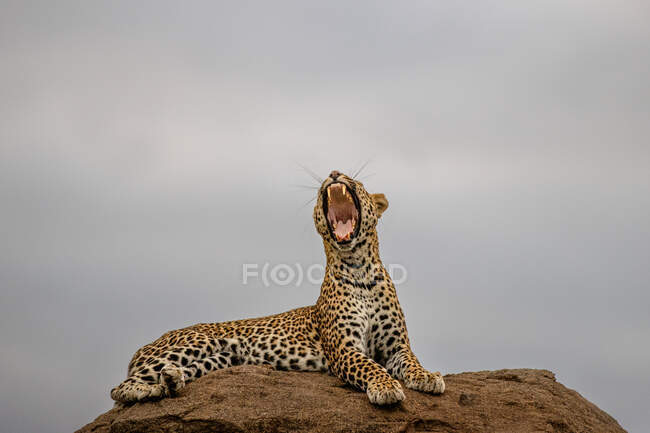 A female leopard, Panthera pardus, yawns and stretches lying on a rock — Stock Photo