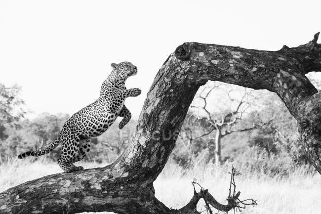 Ein Leopard, Panthera pardus, springt schwarz-weiß auf einen abgestorbenen Baum. — Stockfoto